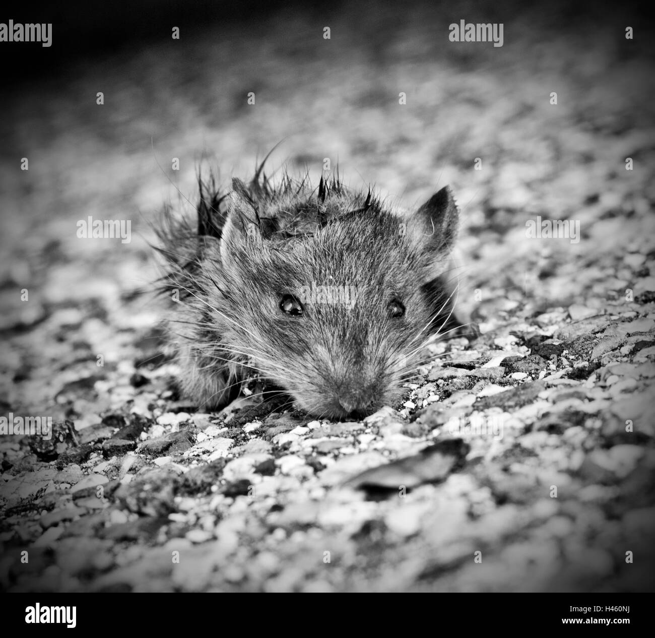 Sale petit rat à partir de feuilles en vous regardant avec de petits yeux noirs et Banque D'Images