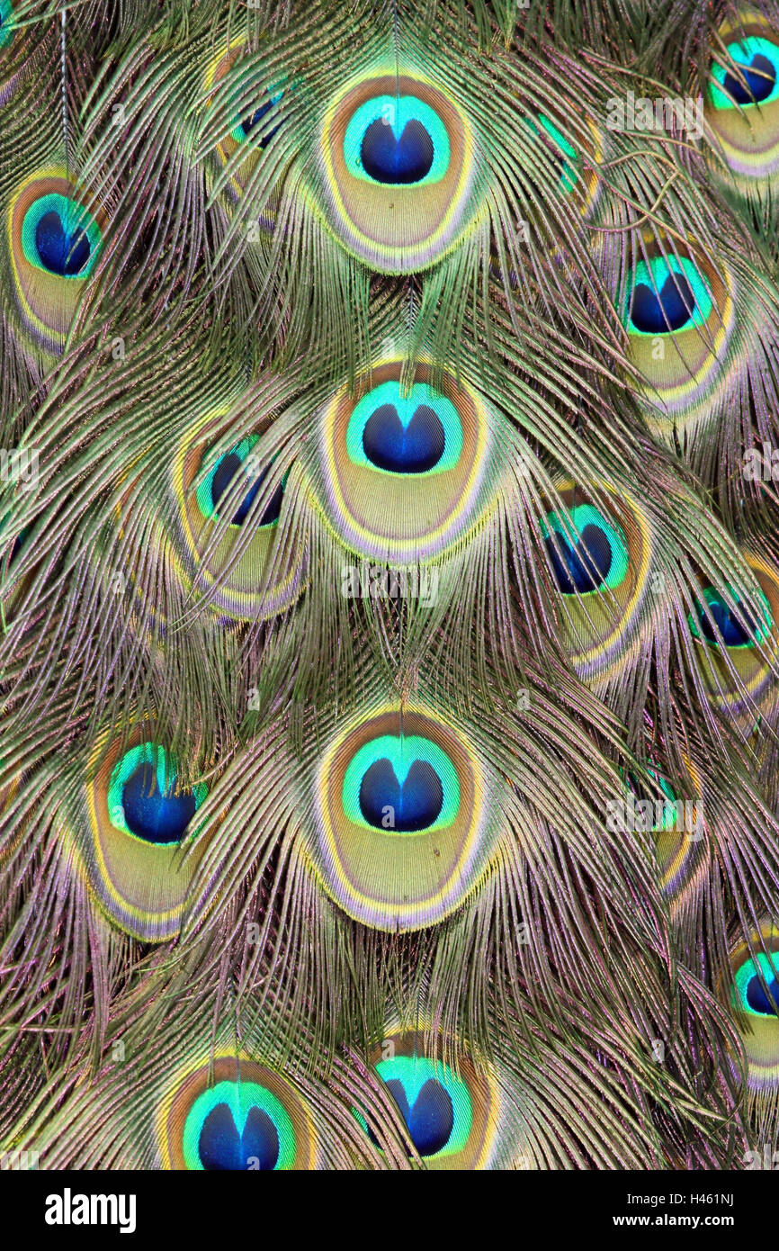 Pavo cristatus paon, moyen, plumes, close-up, Banque D'Images