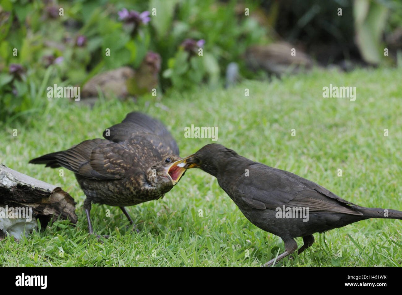 Blackbird, Turdus merula, jeune oiseau, l'alimentation, Banque D'Images