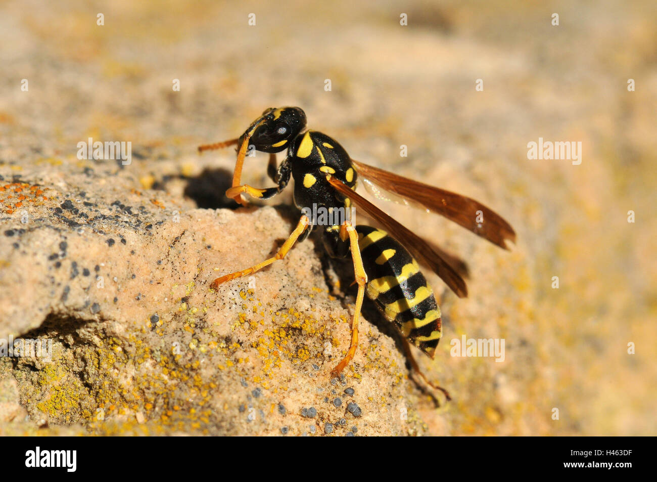 Domaine français nettoie ses capteurs, wasp Banque D'Images