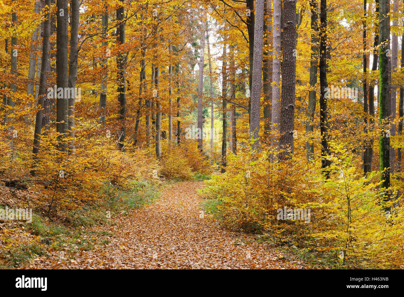 Chemin de la forêt en automne, Banque D'Images