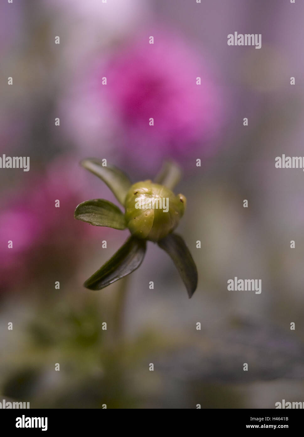 Dahlia bud, medium close-up, fleur, dahlia, composites, flower Bud, Bud, blossom, fermé, Banque D'Images