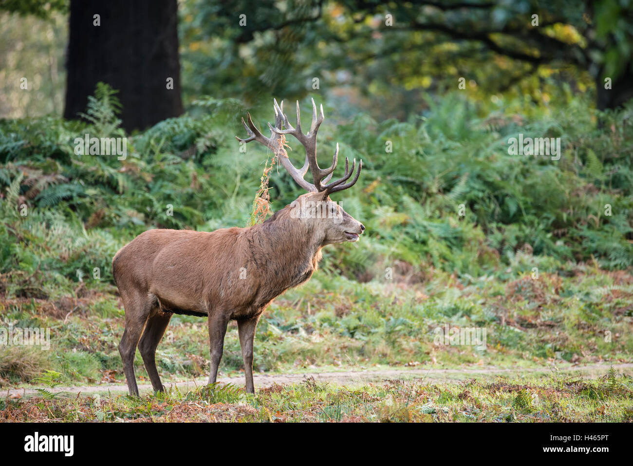 Majestic red deer stag Cervus elaphus et paysage de forêt pendant la saison du rut en automne automne Banque D'Images