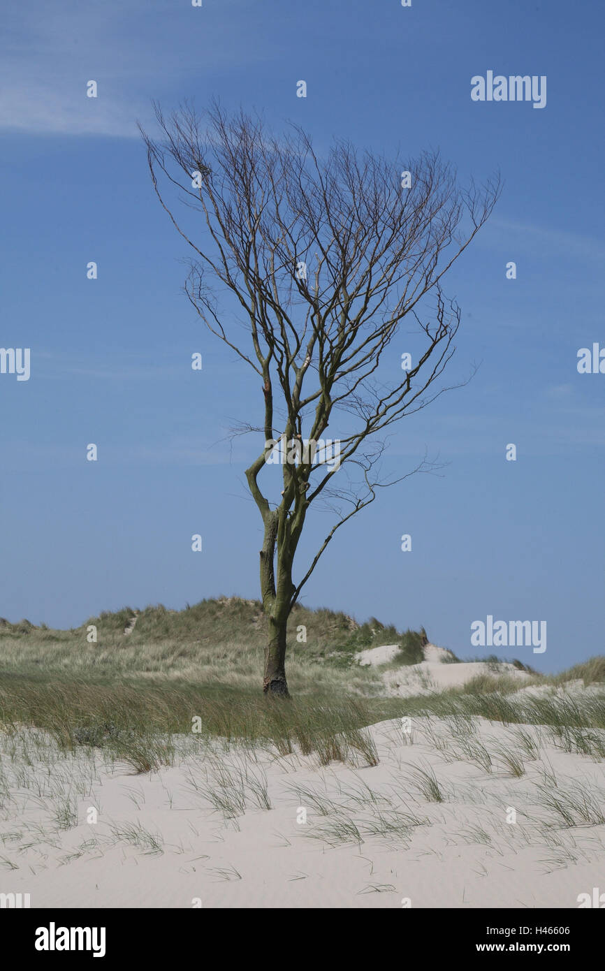 Paysages de l'île Texel, 'De' de Slufter, dune, arbre, Banque D'Images