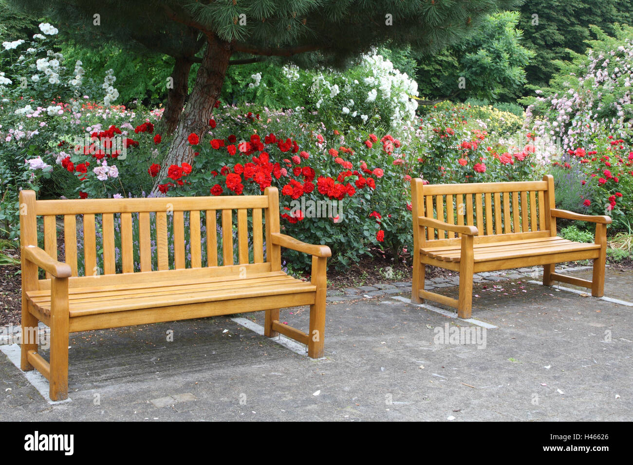 Jardin de roses, des bancs, Banque D'Images