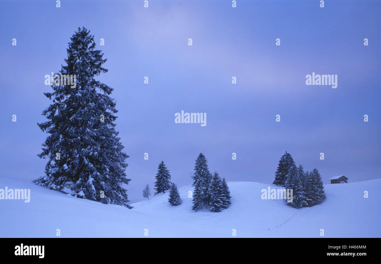 Paysage de neige, conifères, crépuscule, Allemagne, Bavière, Allgäu, paysage d'hiver, les arbres, la neige, le gel, la saison, le froid, la nature, la neige, la neige, l'humeur, de l'hiver, grange, cabane, le silence, le repos, la couleur, la couleur de l'humeur, paysages, bleu, déserte, Banque D'Images