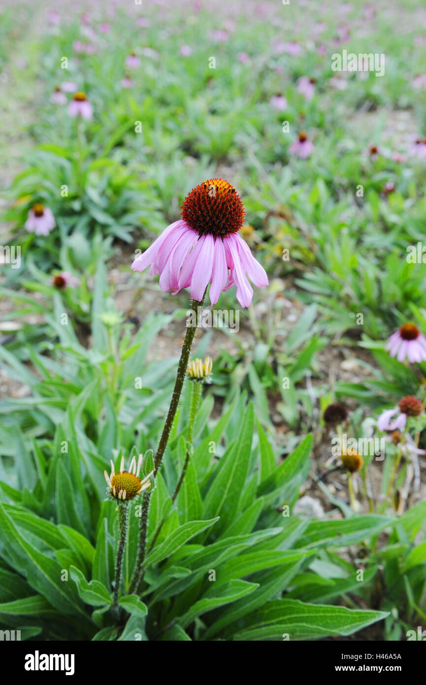 Magenta-solar hat, Echinacea purpurea, fleur, fleur, fleur de jardin, magenta chapeau de soleil, rose, fleur, botanique, la couleur, la santé, les plantes, les plantes médicinales, la nature, la saison, l'été, fleur d'été, la végétation, fleurs sauvages, plantes ornementales, plantes, fleurs, champ, flou, de nombreux Banque D'Images