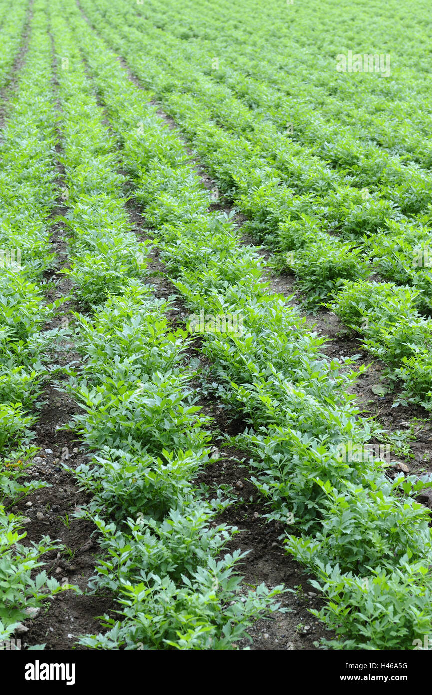 Champ, livèche, Levisticum officinale, herbe, Maggi Levisticum, feuilles,  Doldenblütler, plante, plantes à épices, herbes, épices, herbes, épices  culinaires, vert, de grandir, de la culture, série, de l'agriculture Photo  Stock - Alamy