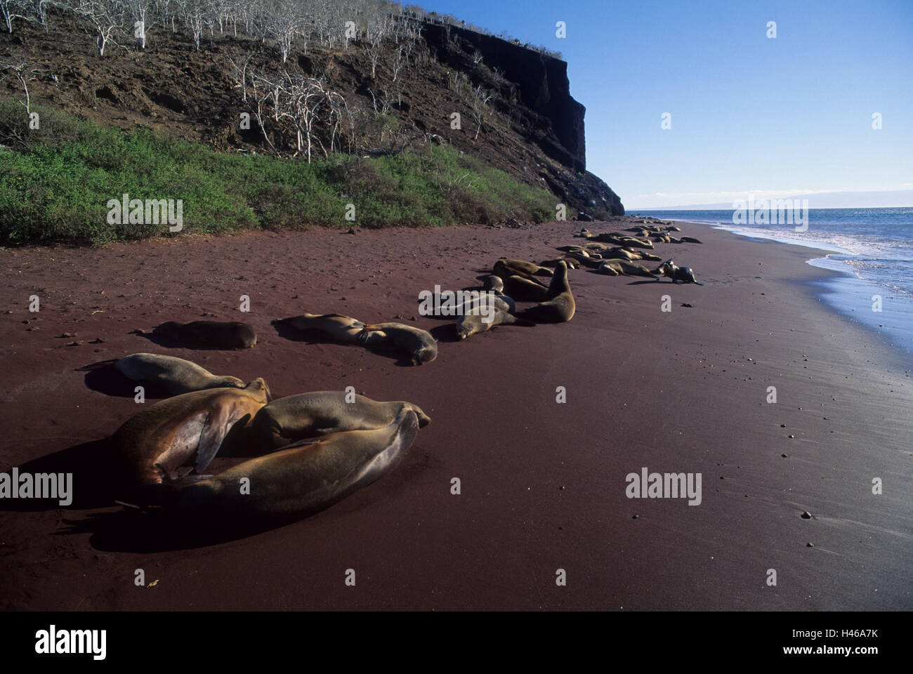 Les îles Galapagos, île de Rabida, plage de sable, Pelzrobben, Arctocephalus galapagoensis, Amérique du Sud, l'Équateur, du groupe de l'île, Galapagos, le Pacifique, l'autre, de l'océan, l'eau, la nature, patrimoine mondial de l'UNESCO, réserve naturelle, les animaux, les animaux sauvages, mammifères, mensonge, doze, otaries, phoques, ours de mer, corps tout entier, les ours de mer des Galapagos, colonie, Banque D'Images