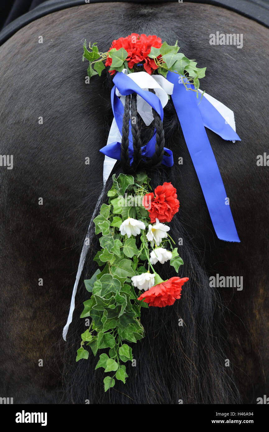 Allemagne, Bavière, Allgäu, Schwangau, cheval, queue, décoration florale, personnalisé, Bavarois, traditions, Füssen (ville), de la culture, culturellement, l'Allemagne du Sud, tradition, folklore, bénédiction, fête, vacances, saint, procession de purge, de bijoux, d'animaux, la queue de cheval, b Banque D'Images