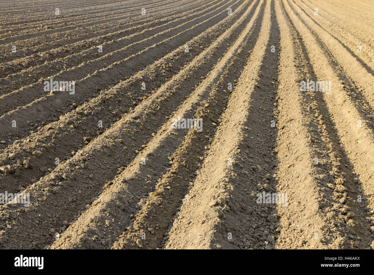 Champ de pommes de terre, les champs, la vie à la campagne, terrain, formes, champ de pommes de terre, pommes de terre, des lignes, de la nature, de rainures, de la phase de croissance, de l'agriculture, de terrassement, de rainures, de culture de pommes de terre, la conception, la structure, la culture, le champ, même avec modération, l'échantillon, l'agriculture, Bade Banque D'Images