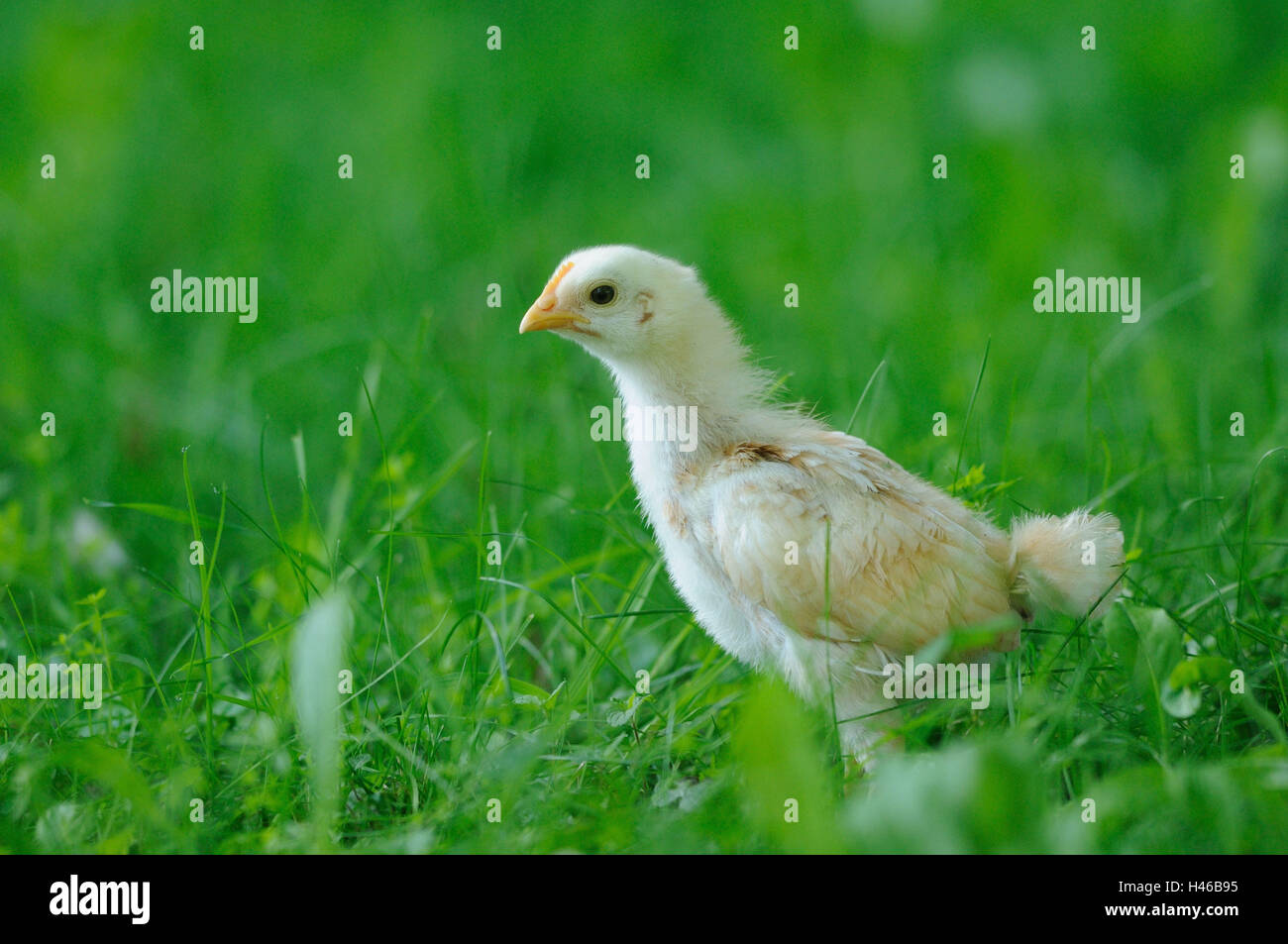 Poulet, Gallus gallus domesticus, Poussin, Banque D'Images