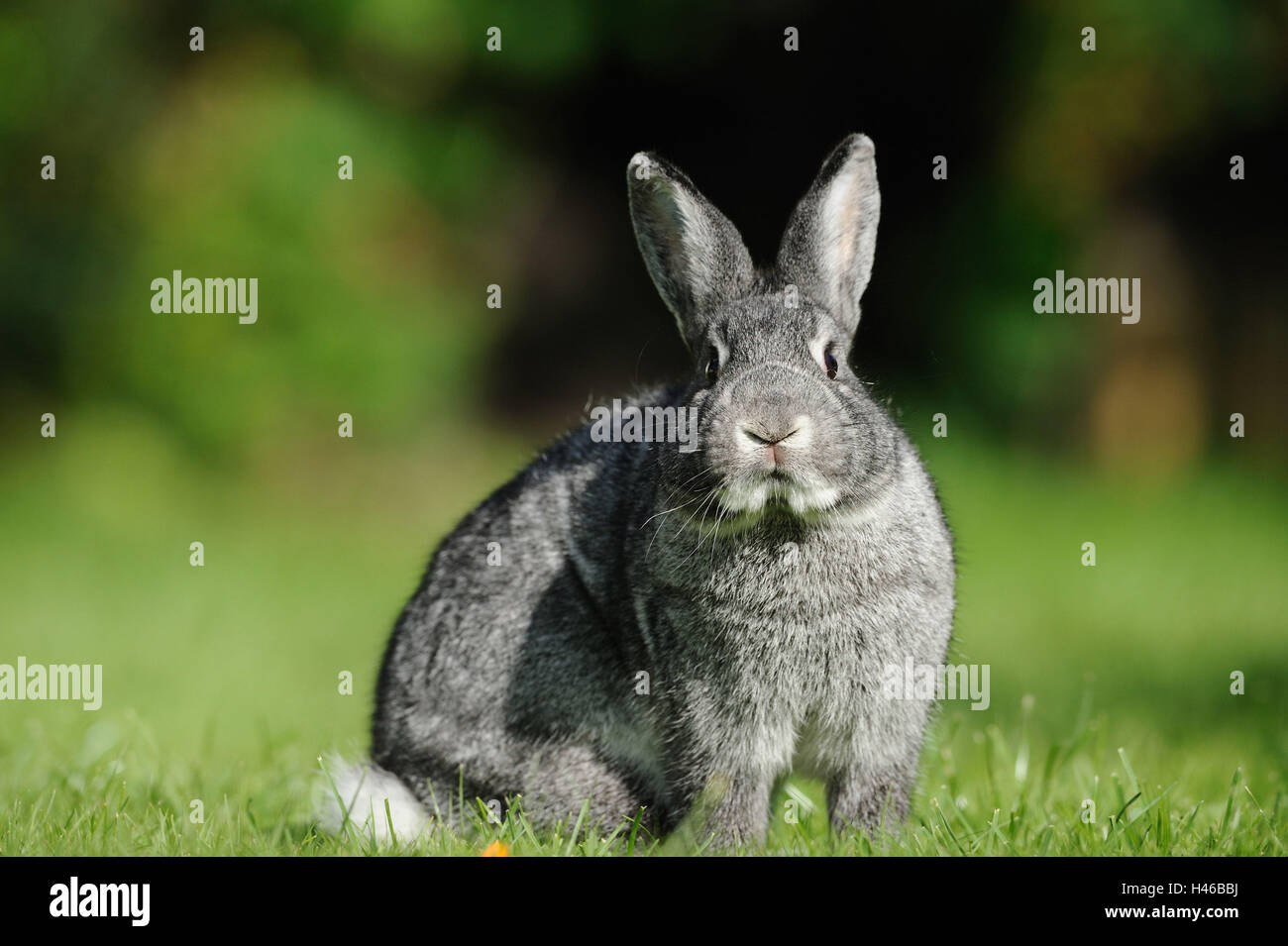 Big chinchilla rabbits Banque de photographies et d'images à haute  résolution - Alamy