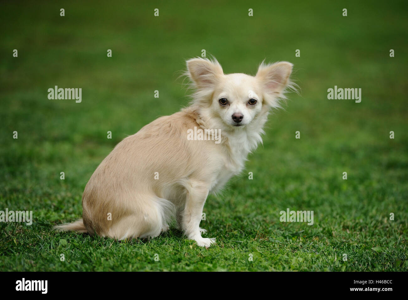 Chihuahua, meadow, assis, Banque D'Images