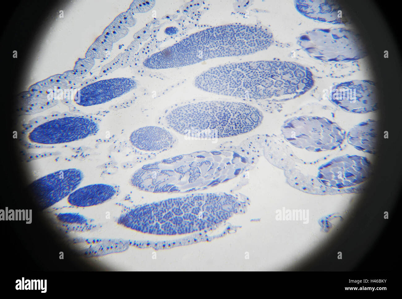 Vue microscopique de la méiose sauterelle Banque D'Images