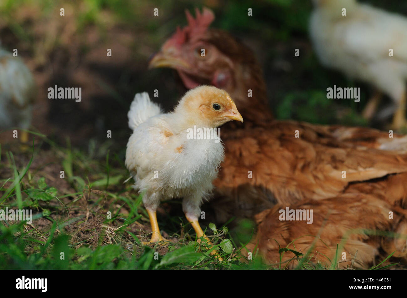 Chambre poulet, Gallus gallus domesticus, hen avec chick, Banque D'Images