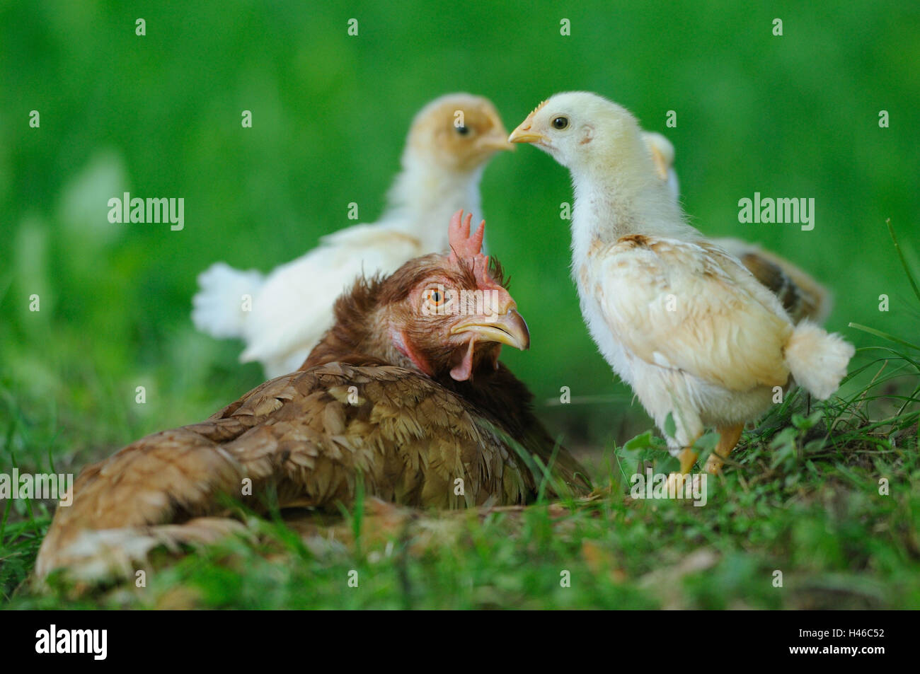 Poulet, Gallus gallus domesticus, hen avec chick, Banque D'Images