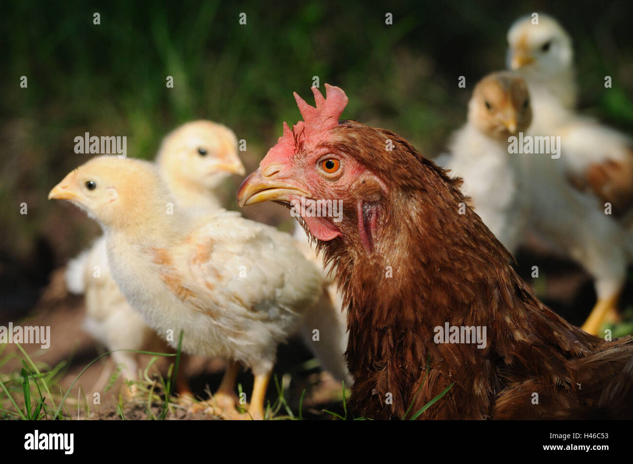 Poulet, Gallus gallus domesticus, hen avec chick, Banque D'Images