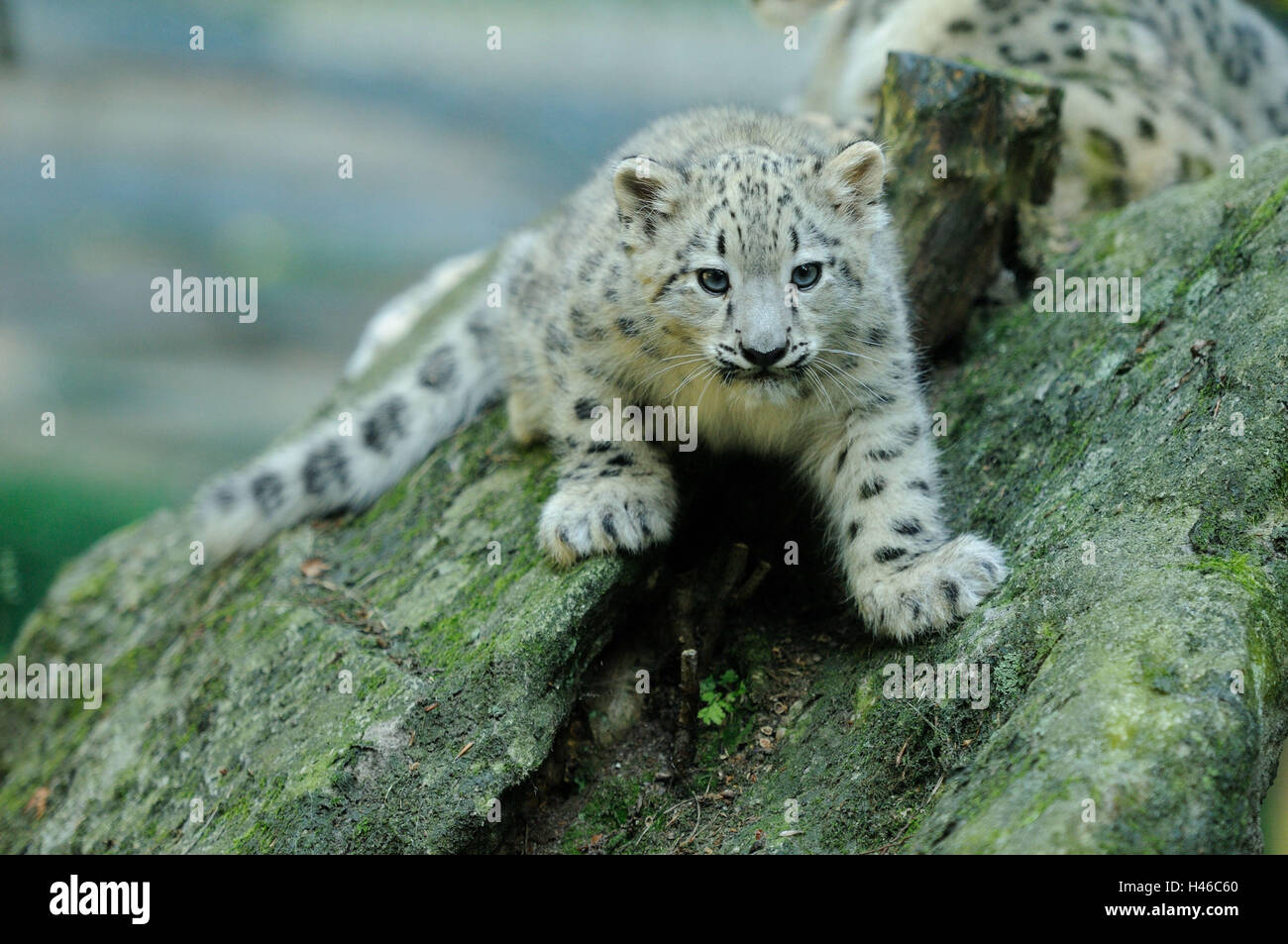 Snow Leopard, Uncia uncia, rochers, grimper, Banque D'Images