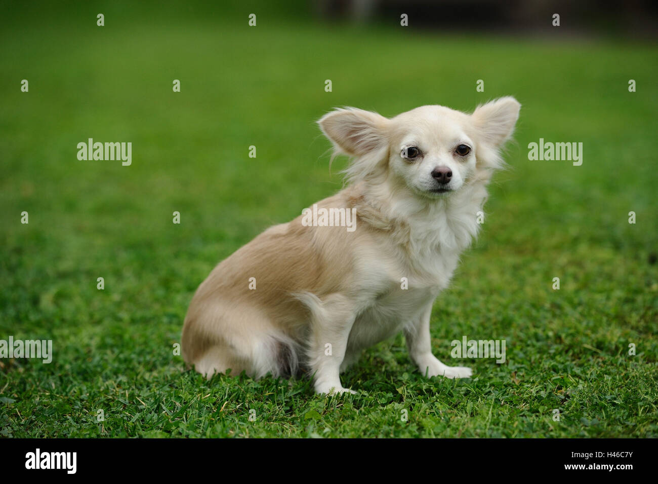 Chihuahua, meadow, assis, Banque D'Images