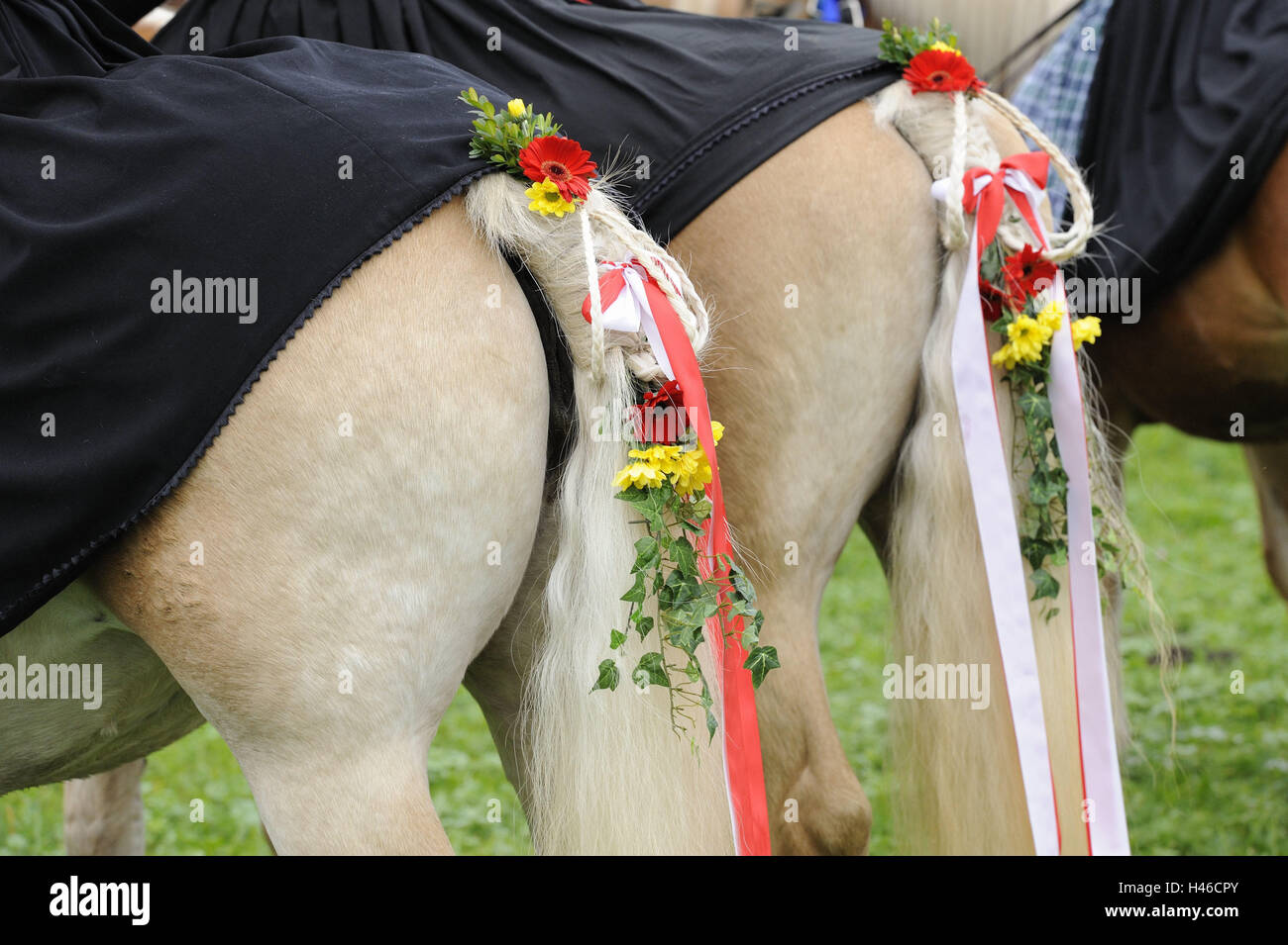 Allemagne, Bavière, région de l'Allgäu, Swan, chevaux, la queue, la décoration florale, personnalisé, Bavarois, traditions, à pieds, de la culture, culturellement, l'Allemagne du Sud, tradition, folklore, bénédiction, fête, vacances, saint, procession de purge, les bijoux, les chevaux, la queue de cheval, ta Banque D'Images