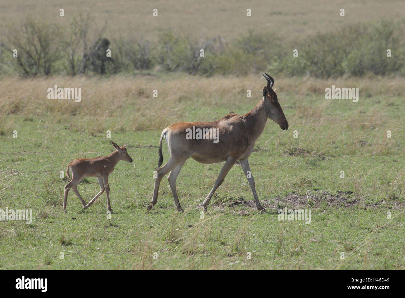L'antilope de vache avec les jeunes, des animaux Banque D'Images