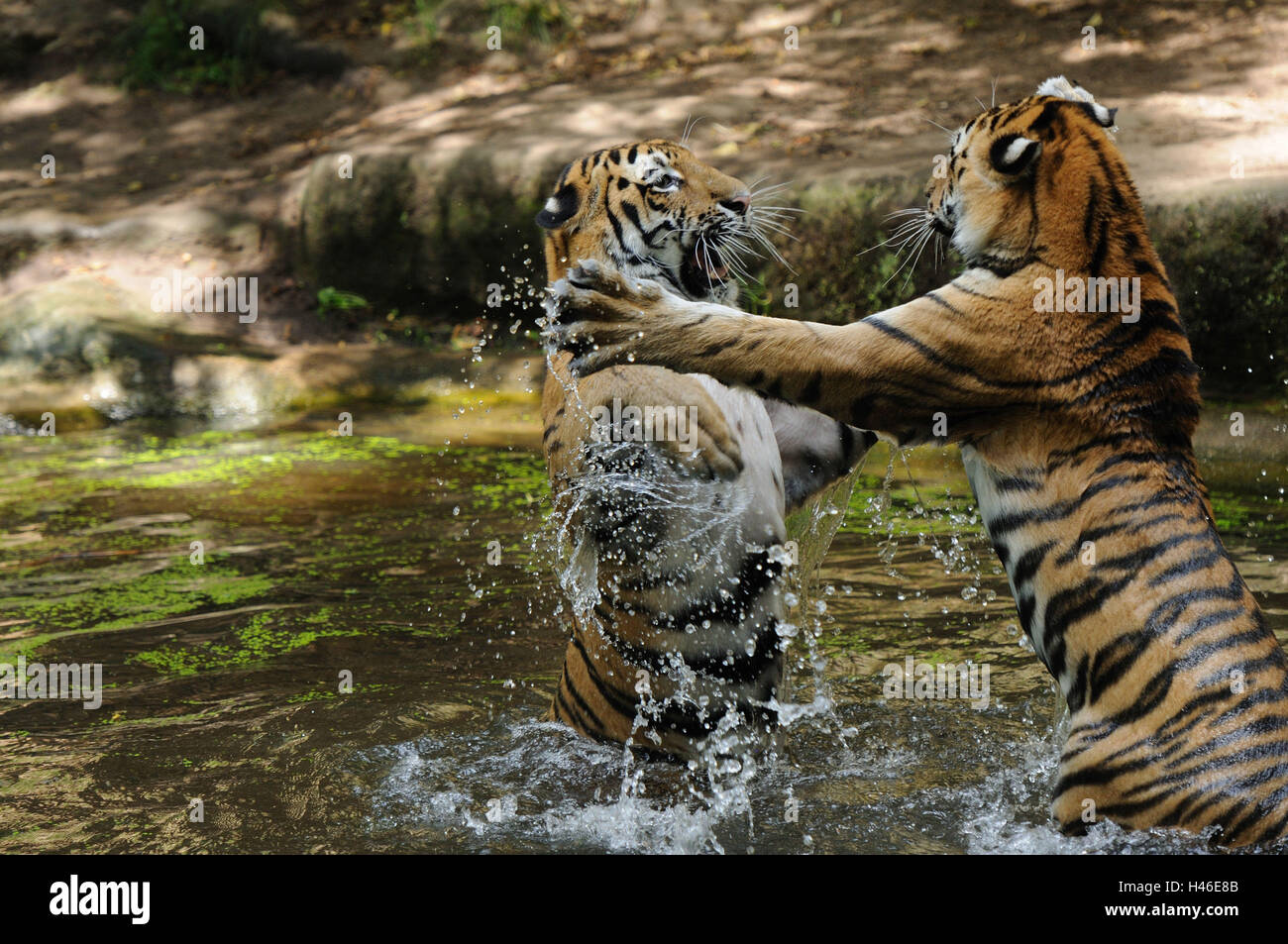 Tigres de Sibérie, Panthera tigris altaica, l'eau, vue de côté, jouer, Banque D'Images