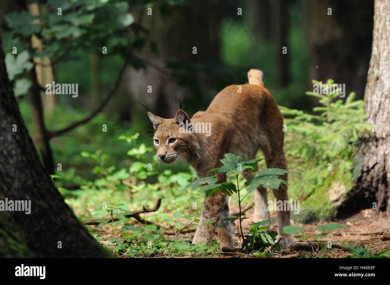 Le lynx d'Eurasie, Lynx lynx, forêt, vue avant, marche, looking at camera, Banque D'Images