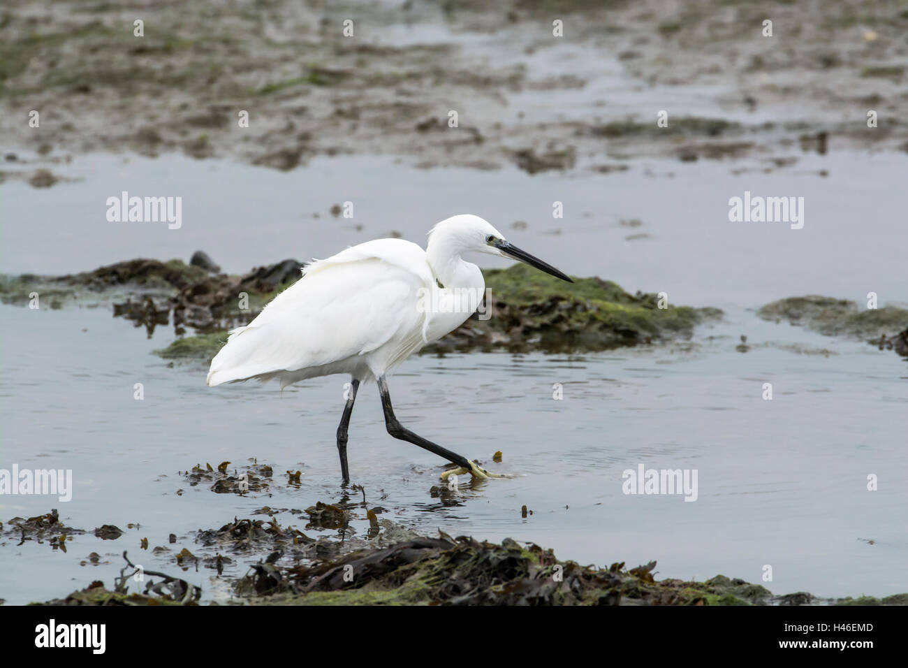 Aigrette garzette (Egretta garzetta) se nourrissent dans les vasières côtières en hiver Banque D'Images