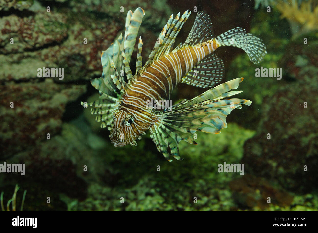 Feu rouge du Pacifique, poisson Pterois volitans, side view, nager, Banque D'Images