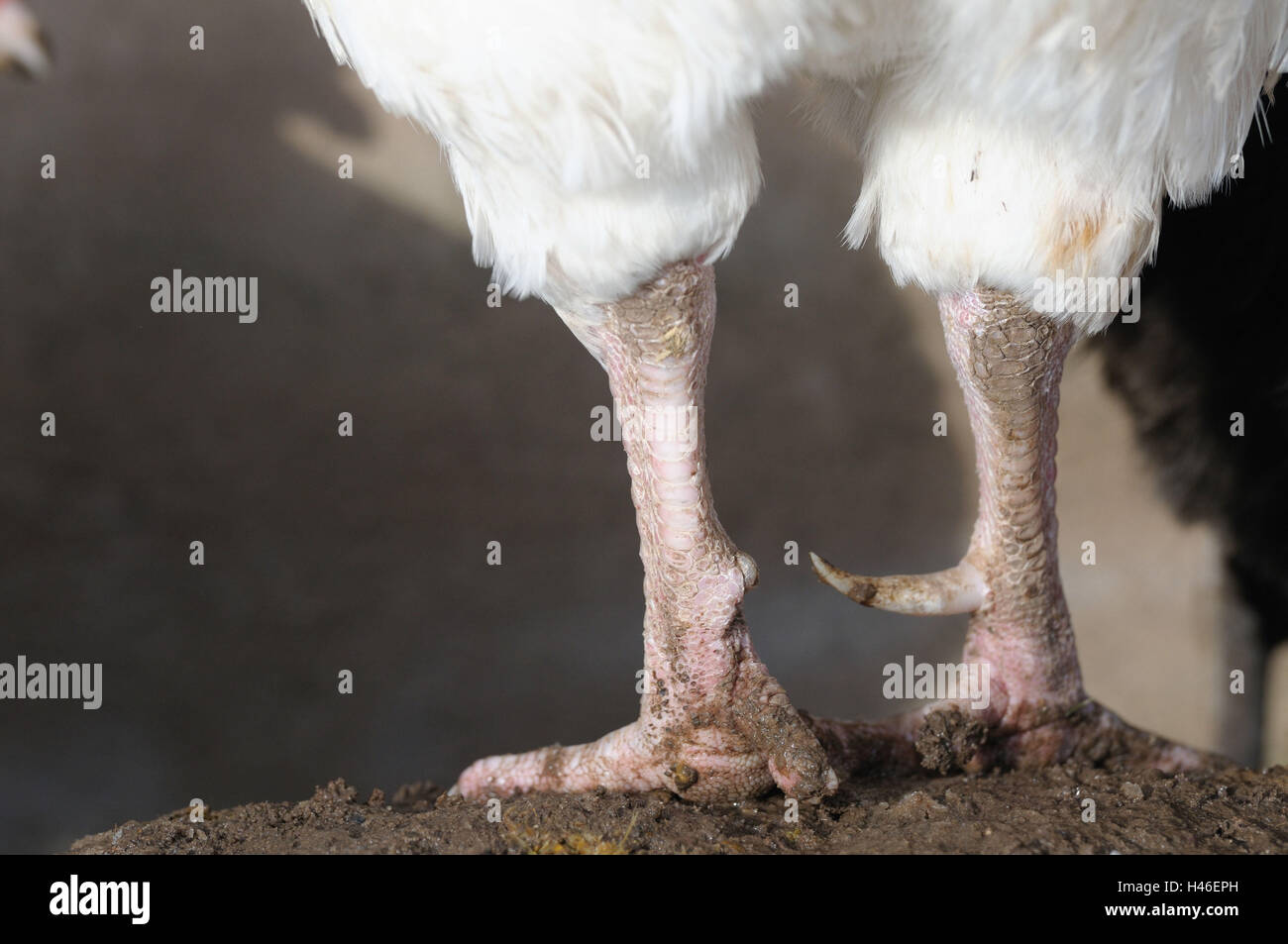 Chambre poulet, Gallus gallus domesticus, petits hommes, pieds, détail, masse, support, Banque D'Images