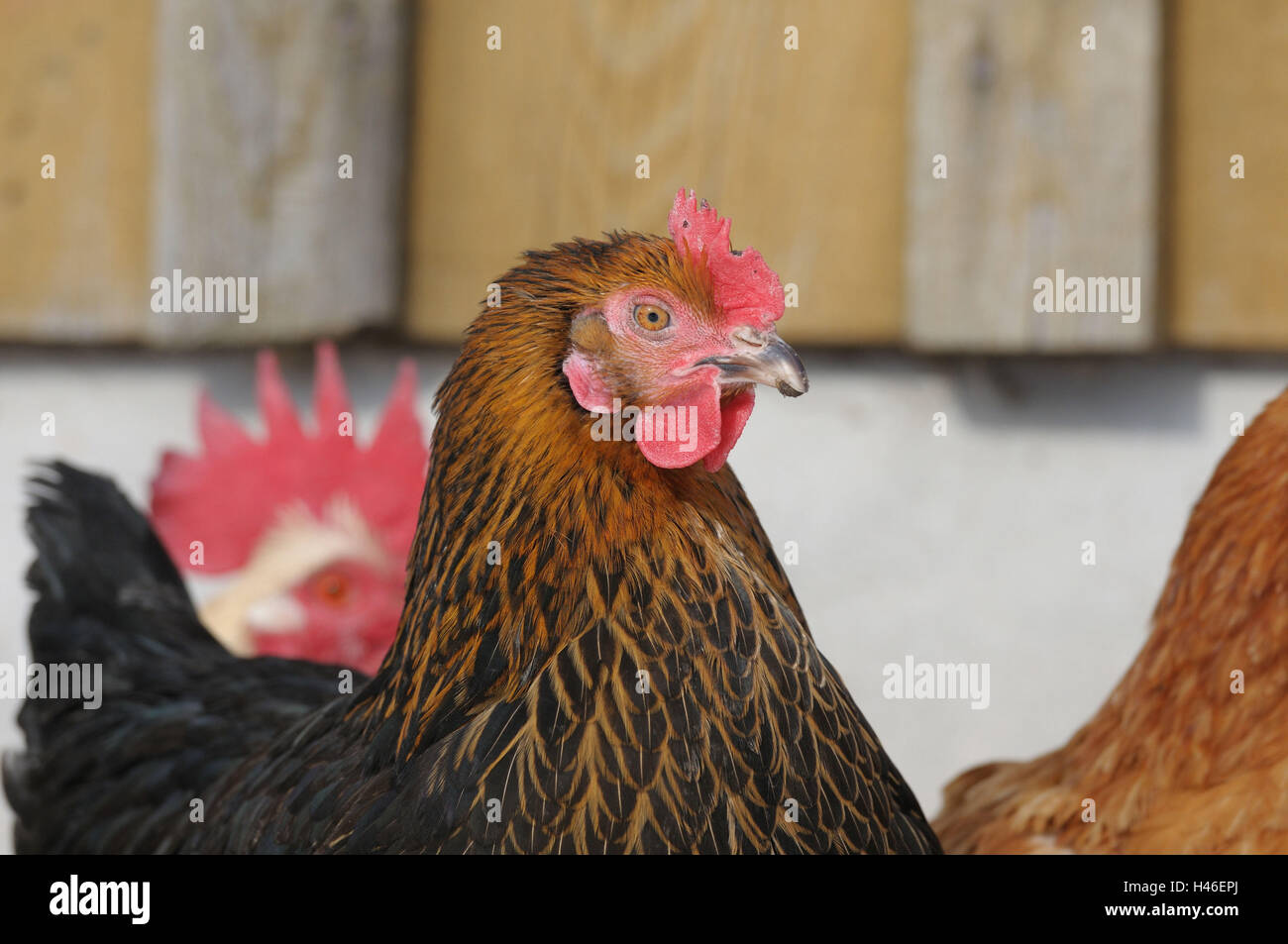 Chambre poulet, Gallus gallus domesticus, femmes, portrait, side view, Banque D'Images