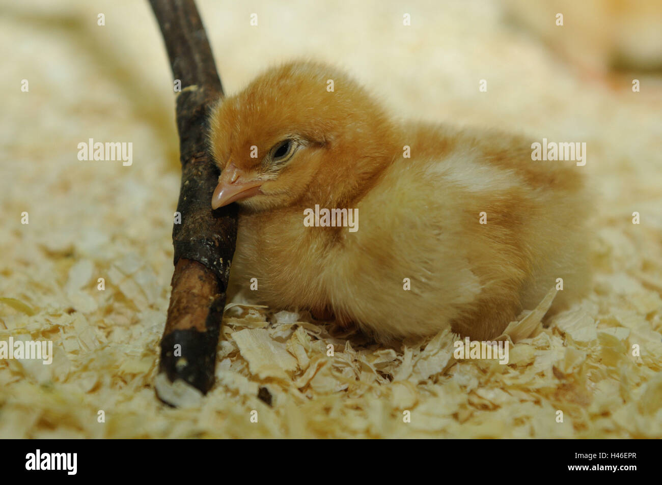 Chambre poulet, Gallus gallus domesticus, poussins, vue de côté, de se  coucher, le sommeil Photo Stock - Alamy