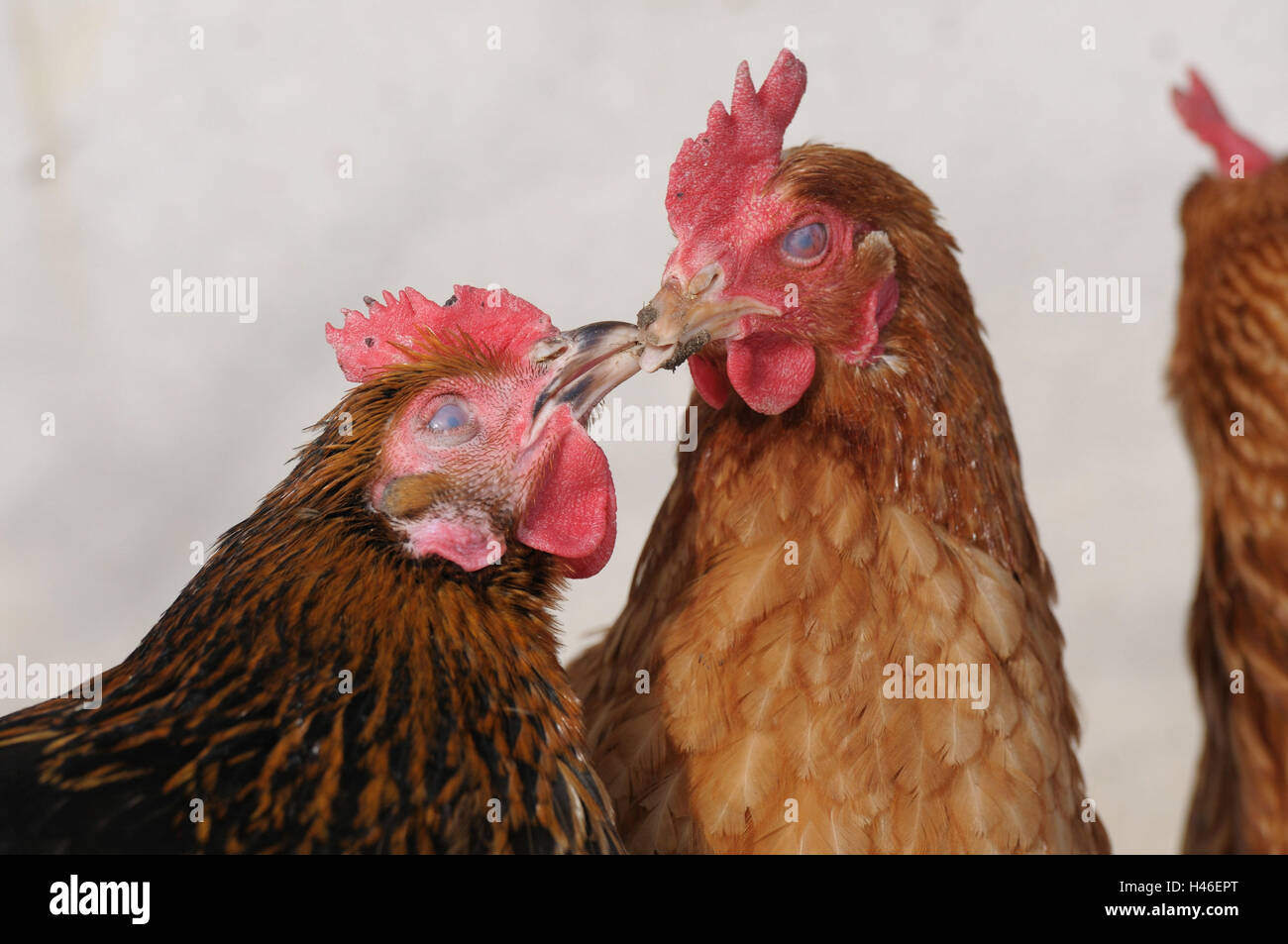 Poulet, Gallus gallus domesticus, femmes, portrait, side view, Banque D'Images
