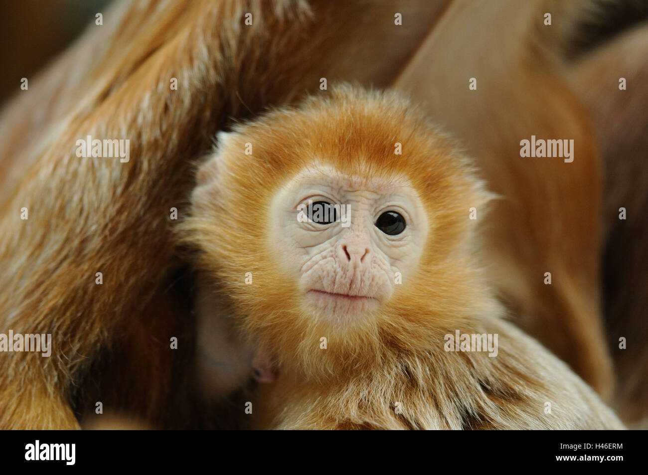 Javan lutung Trachypithecus auratus auratus, jeunes, animal, portrait, looking at camera, Banque D'Images