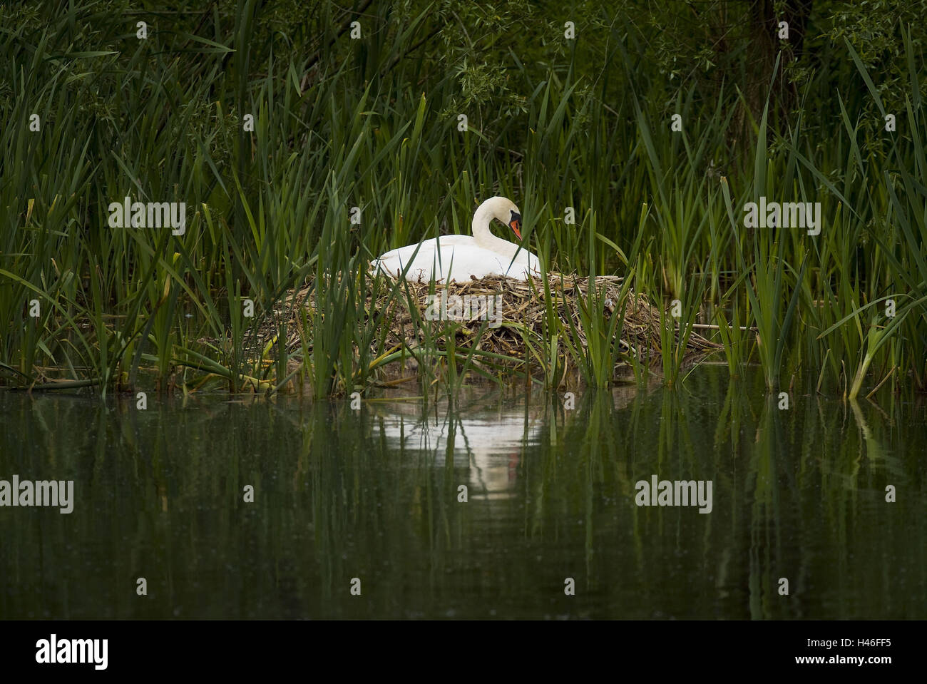 Cygne muet sur son nid, Cygnus olor, Banque D'Images