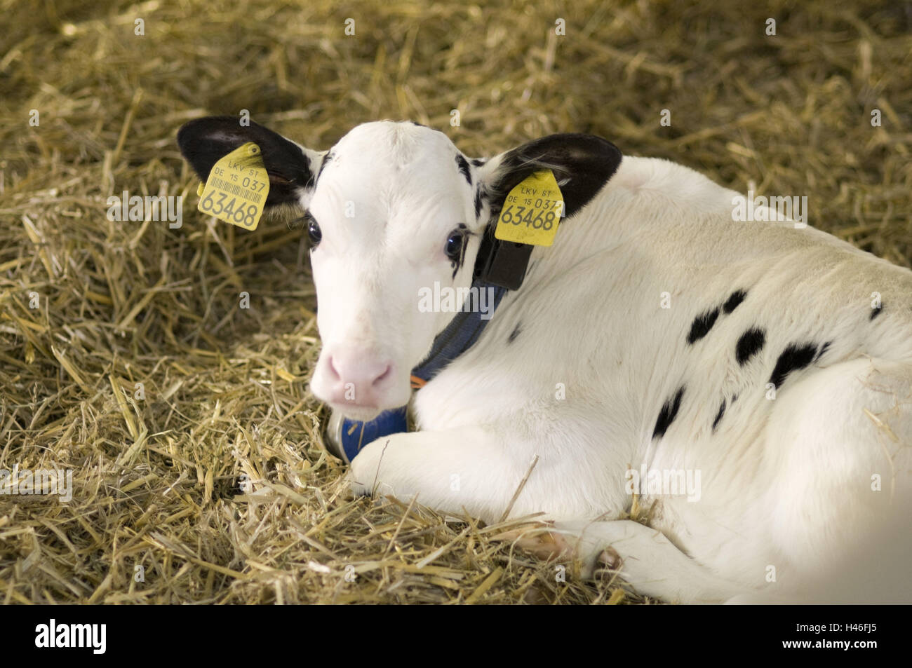 Jeune veau avec marques d'oreille se trouve dans le faisceau, Banque D'Images