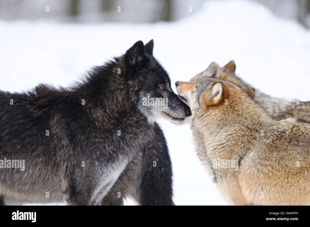 Bois de l'est le loup, Canis lupus lycaon, demi-portrait, la neige, vue de côté, debout, l'Allemagne, Banque D'Images