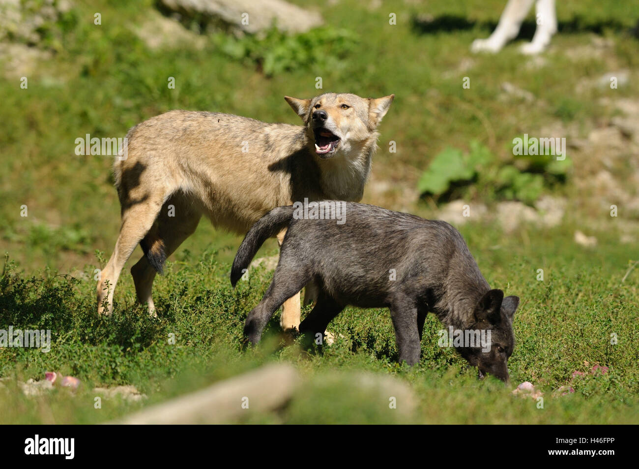 Bois de l'est le loup, Canis lupus lycaon, mère avec de jeunes animaux, prairie, vue de côté, debout, Looking at camera, Allemagne, Banque D'Images