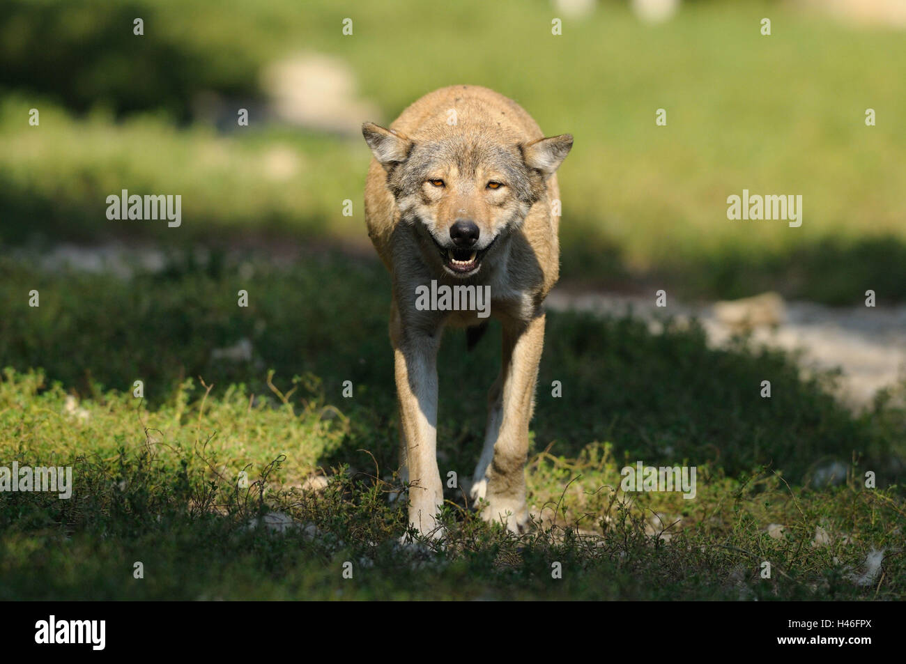 Eastern Timber Wolf, Canis lupus lycaon, prairie, vue avant, tournant, Looking at camera, Allemagne, Banque D'Images