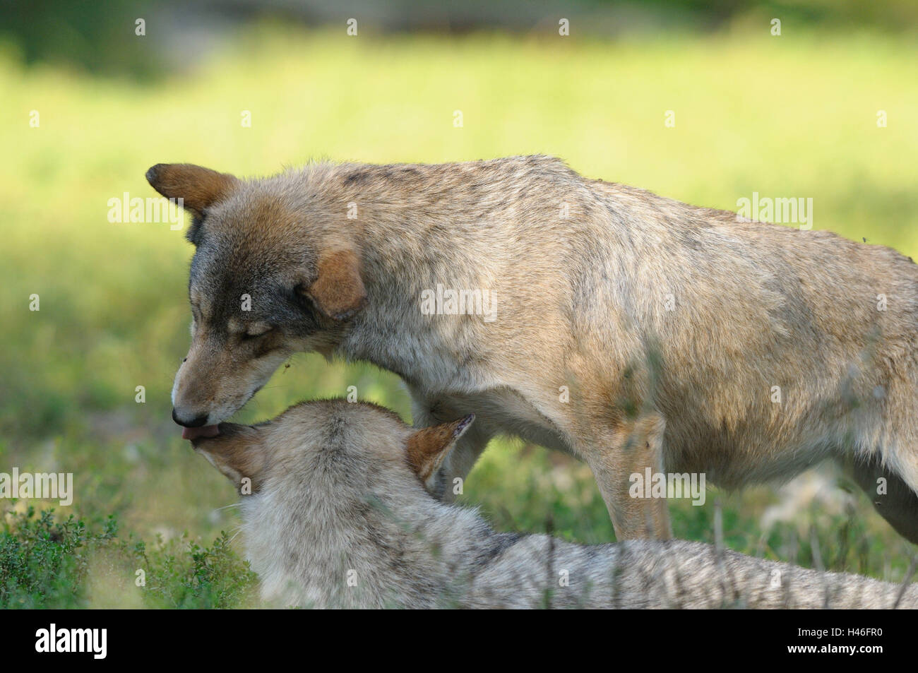 Bois de l'est le loup, Canis lupus lycaon, prairie, vue de côté, debout, l'Allemagne, Banque D'Images