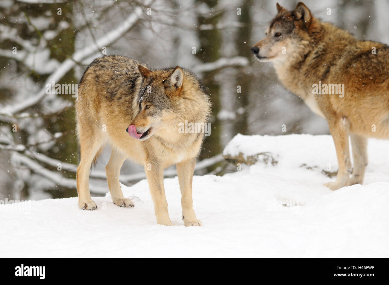 Bois de l'est le loup, Canis lupus lycaon, neige, vue de côté, debout, l'Allemagne, Banque D'Images