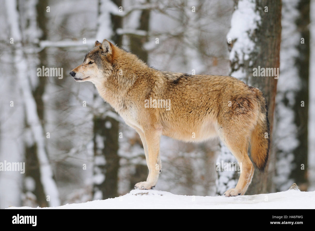 Eastern Timber Wolf, Canis lupus lycaon, neige, vue de côté, debout, l'Allemagne, Banque D'Images