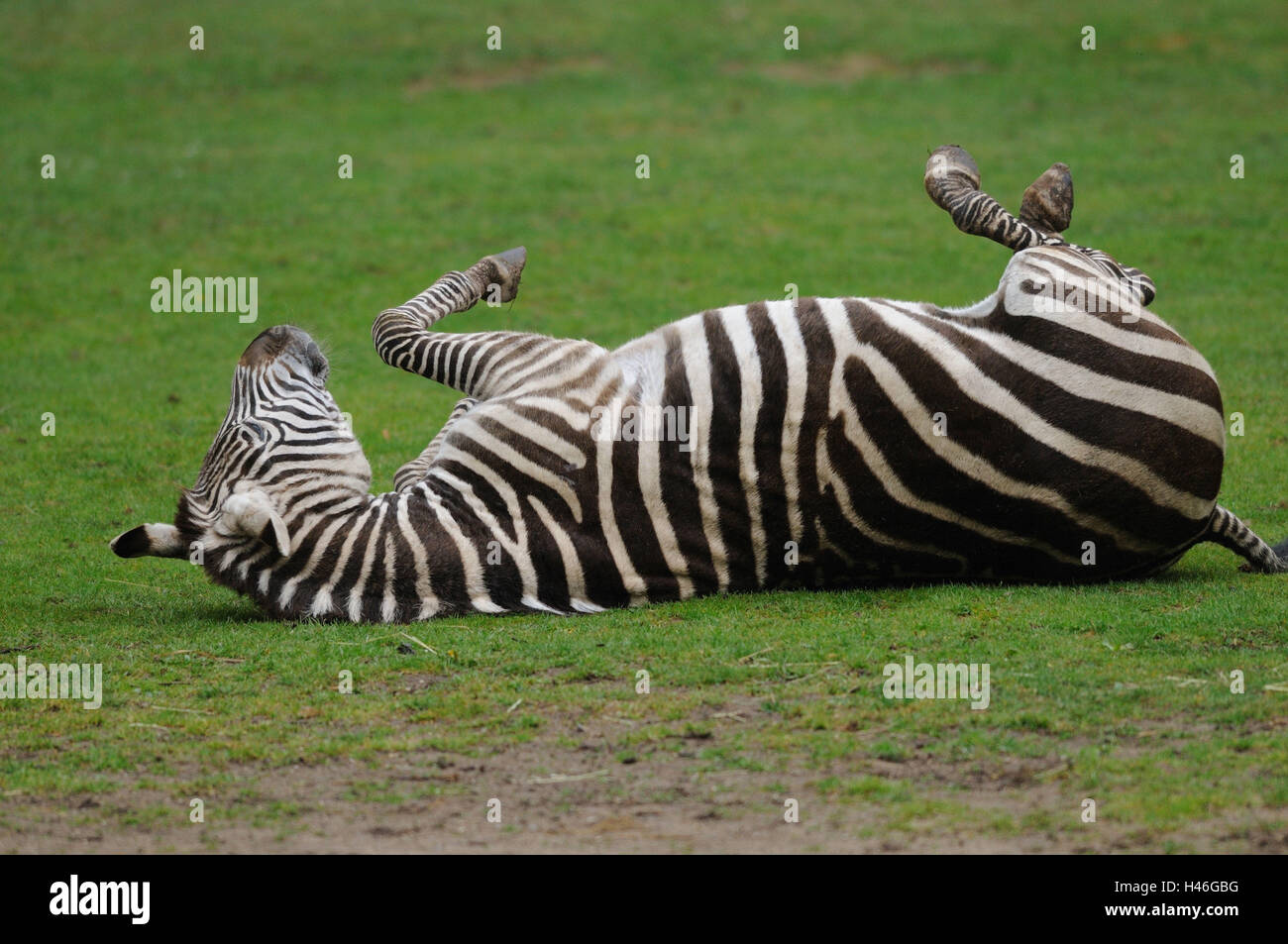 Le zèbre de Grant, Equus quagga boehmi, meadow, le mensonge, le matériel roulant, Banque D'Images