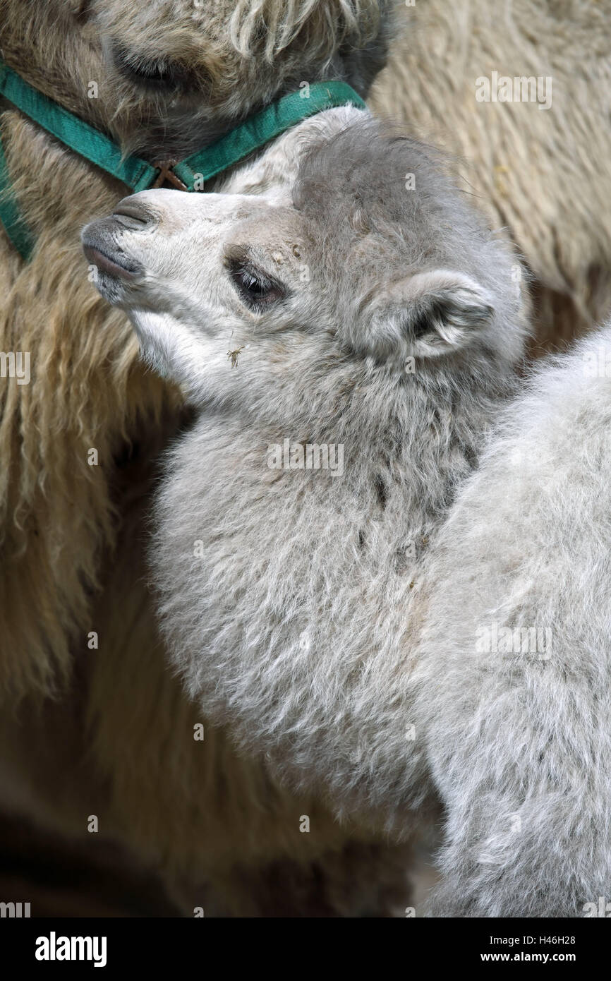 Animale bactarian, Camelus bactrianus, jeune animal, profil, side view, portrait, Allemagne, zoo, chameaux, animal, bête de somme, animal, genre de mammifères, des animaux à sabots fendus, Schwielensohler bactrine, portrait, animaux, Banque D'Images