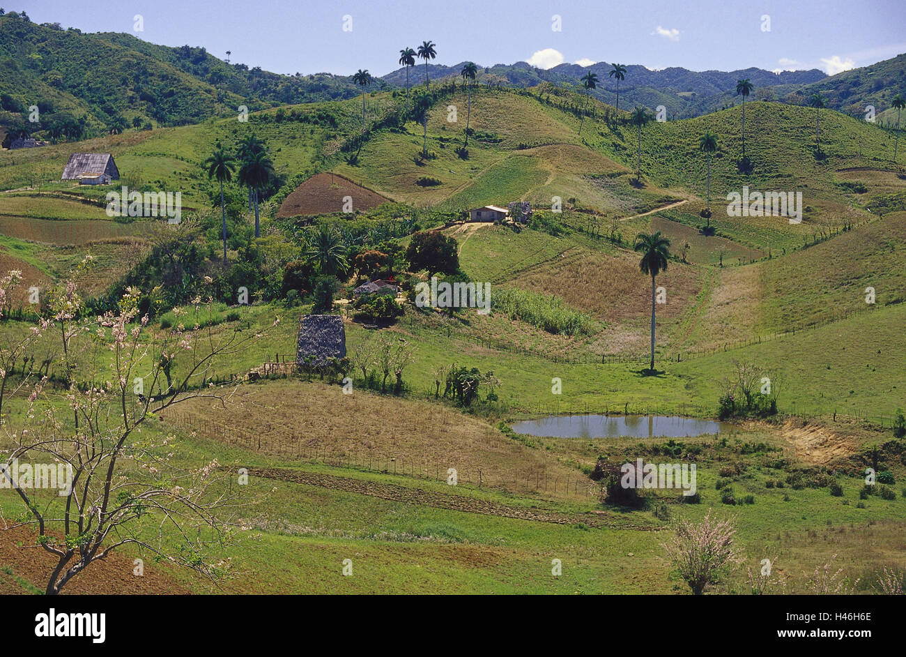 Cuba, paysages, Hill, de palmiers, d'un étang, d'horizon, le ciel, déserte, à l'extérieur, la nature, les champs, les prés, l'herbe, cabane, Banque D'Images