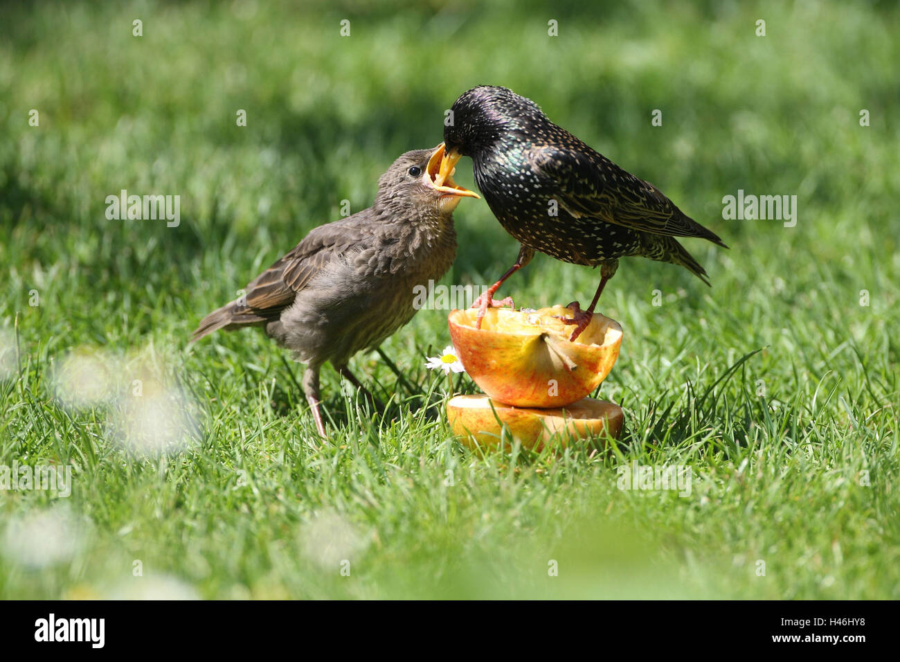 Le glaucome, jeune oiseau, l'alimentation, Banque D'Images