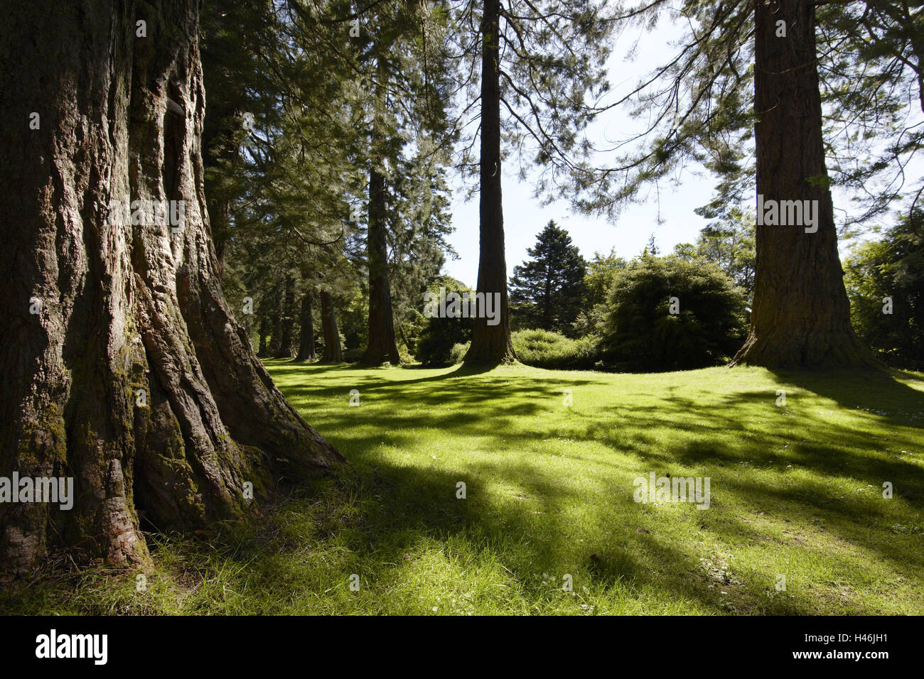 Pré, Sequoia, Banque D'Images