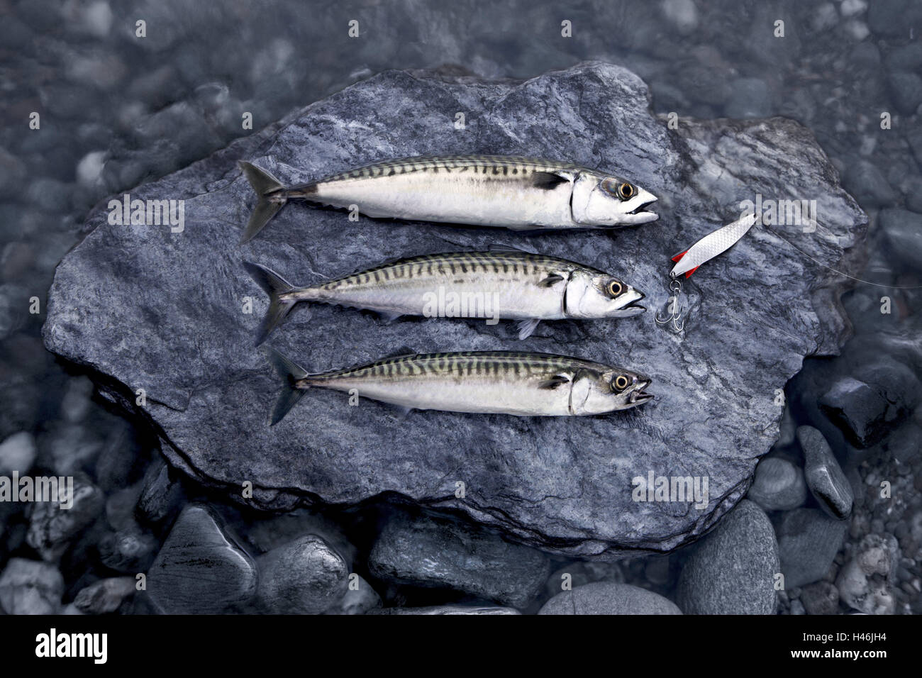 La pêche à la ligne, les maquereaux, pierre, fishhook, hobby, poisson, Banque D'Images