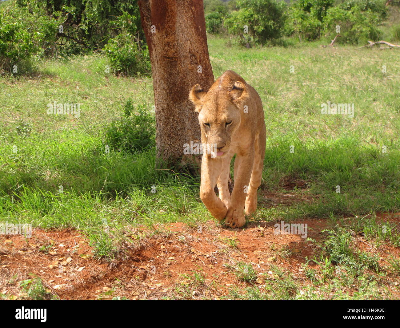 Lion s'éloigne d'une ombre sous un arbre à l'Est de Tsavo National Park, Kenya Banque D'Images